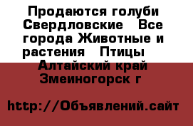 Продаются голуби Свердловские - Все города Животные и растения » Птицы   . Алтайский край,Змеиногорск г.